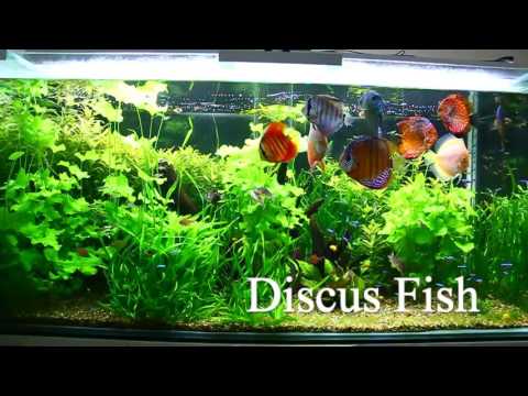 Beautiful And Colorful Discus Fish Tank