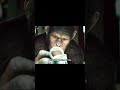 Caesar’s Full Escape & Rebellion Explained | Rise of the Planet of the Apes#movie #film #movieclip