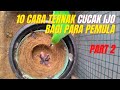 10 Cara Ternak Cucak Ijo Bagi Pemula Agar Sukses Part 2