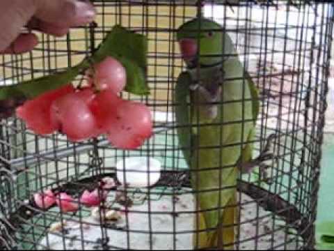 Sthuthi Geetham Paadaam, paadi vaazthaam (Rose apple)