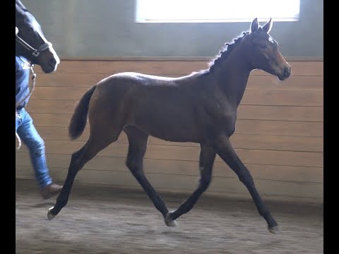 Nuloma ( Belissimo M / Sandro Hit )