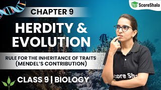 Mendel’s Rule Of Inheritance Of Traits- Heredity And Evolution Class 10 | Class 10 Biology Chapter 9