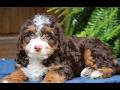 Mini Bernedoodle dogs for sale: Rosie  - Video 1