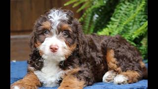 Video preview image #1 Bernedoodle (Miniature) Puppy For Sale in NARVON, PA, USA