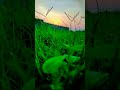 Sunona Sungu Mar Mar Nature Status Video With Song Shortsvideo8 Shorts Status