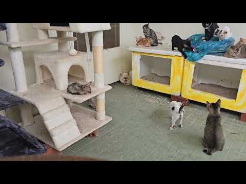 Kittens Party Hard While Lazy Cats Just Chill 🐱✨