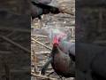 Bowhunting Turkeys Straight Up Western Style Shorts Turkey Archery Headshot Bowmararchery