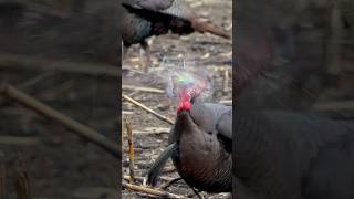 Bowhunting Turkeys straight up western Style!  😳#shorts #turkey #archery #headshot #bowmararchery