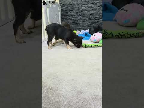 Video 4