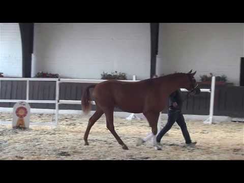 38. JH v. Kaiser Karl - K2/T (Körkollektion SDB 2013)