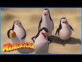 DreamWorks Madagascar The Penguins Save The Day Madagascar Movie Clip