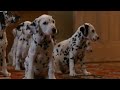 101 Dalmatians Collar Scene