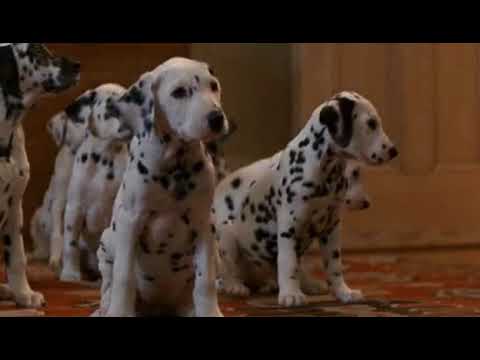 download lagu mp3 mp4 101 Dalmatians 1961 Puppy Names, download lagu 101 Dalmatians 1961 Puppy Names gratis, unduh video klip 101 Dalmatians 1961 Puppy Names