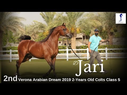 ☄️D Jari☄️ 2nd at Verona Arabian Dream 2019 2 Years Old Colts Class 5