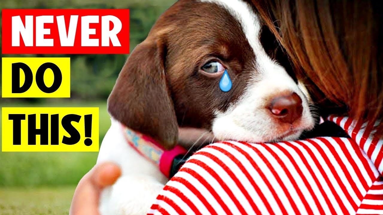 🔴 11 Things DOGS HATE That HUMANS DO