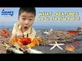 KIDS Exploring TIDE POOL CREATURES BEAVERTAIL Aquarium RI EDUCATIONAL KIDS NATURE SHOW