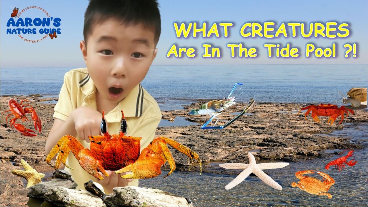 KIDS! 🦀🦐 Exploring TIDE POOL CREATURES! | BEAVERTAIL Aquarium RI | EDUCATIONAL KIDS NATURE SHOW 🌿