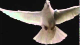 Tijuana Cartel - White Dove (You Tube Version)
