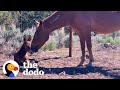 Rescued Wild Horse Gives Birth To A The Dodo