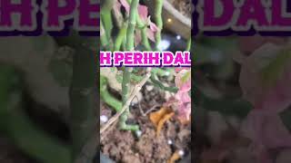 Download lagu RINDU MENANTI - Dangdut Koplo Viral Terbaru 2026 mp3