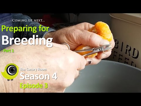 The Canary Room Season 4 Episode 3 - Preparing for Breeding Part 1
