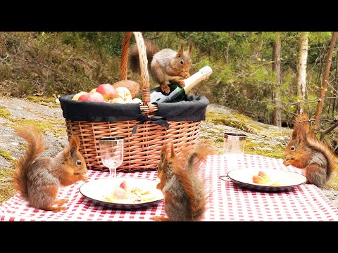 Picnic with Squirrels & Relaxing Birdsong (4K)