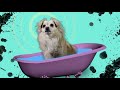Dear Splaat Episode 14 Internet Celebrity