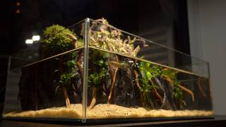Making Betta Fish Tank! Resetting 10 Old Tanks and 100 Days to Build My New Dream Studio!
