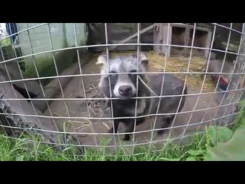 Raccoon Dog (Wales UK) Tony Tony Chopper