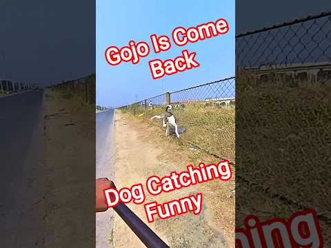 Gojo Is Come Back Dog Catch #gojo #dog #ytviral #streetdogrevival #funny #fail