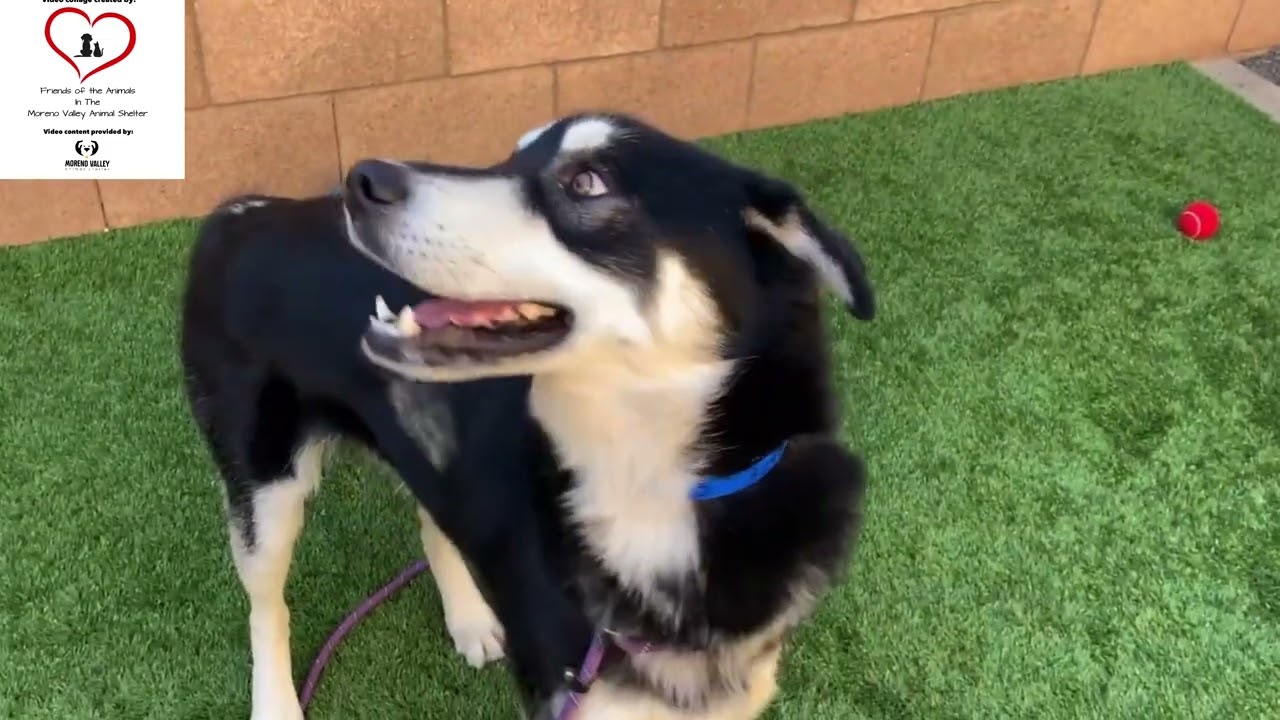 Enlarge ADOPT ME! I'm Sarge , a ADOPTABLE mixed breed in San Marcos, CA video 6/6