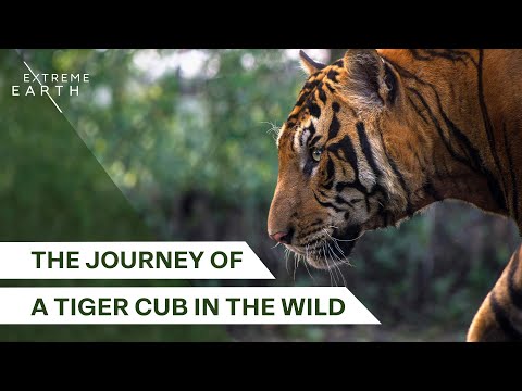 A Father’s Legacy in the Tiger Kingdom | Forest Tigers