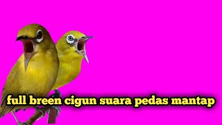 Download lagu pleci gacor nembak breen ciblek gunung cigun mp3