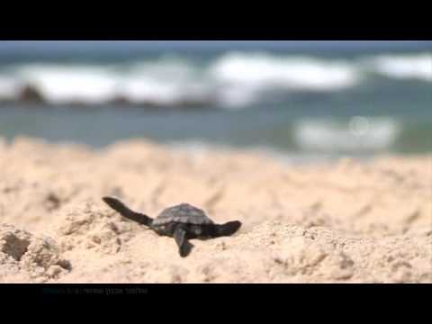 Turtles - Hebrew