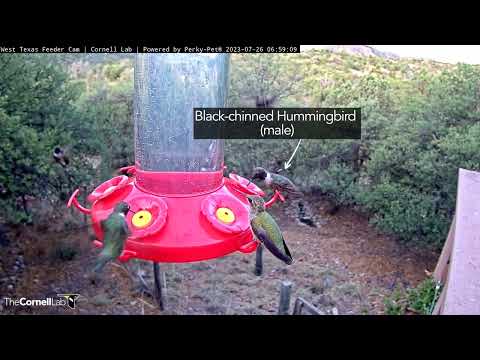 Insane Hummingbird Diversity (With ID) During Morning Rush In West Texas! – July 26, 2023