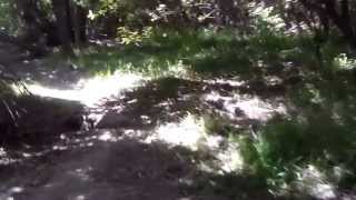 preview picture of video 'Ventura Pier Bike Path Wildflowers'