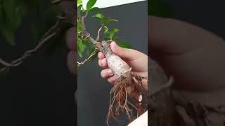 Download lagu Root pruning ficus microcarpa #roots #bonsai #ficusmicrocarpa #shorts mp3
