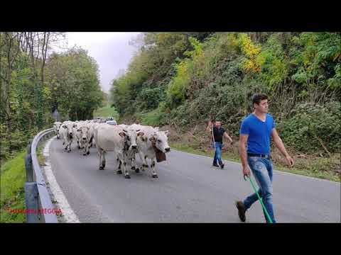 TRANSUMANZA IN MEMORIA DI ROBY, CON BOTTERO STEFANO, PIETRO E PAOLO GRISERI - GIOV. 20 - 10 - 2022.