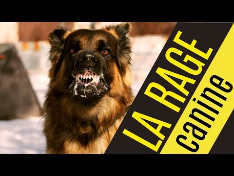 download lagu mp3 mp4 Chien Rage, download lagu Chien Rage gratis, unduh video klip Chien Rage