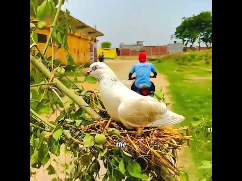 The man's kindness ultimately saved his own life #pets #cute #funny #shorts