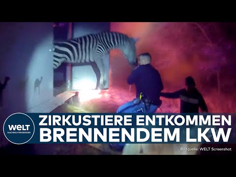 Video Thumbnail: RETTUNG IN INDIANA: Zirkustiere entkommen der Flammenhölle | WELT Gute Nachricht