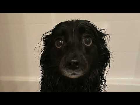 songs i forgot i made