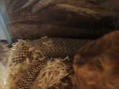 YouTube Video 2JqBZhWG-LU