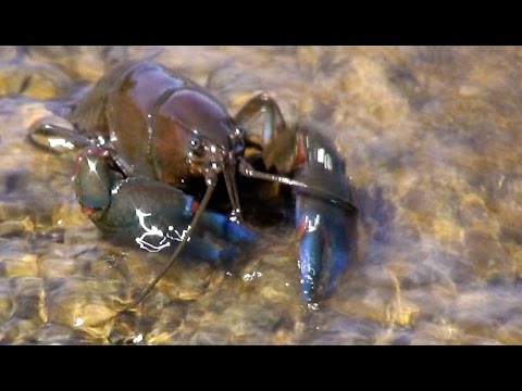 Yabbies (Cherax destructor) moving upstream at Nadgigomar Creek
