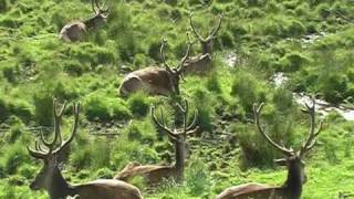 preview picture of video 'Highland Wildlife Park, Kingussie'