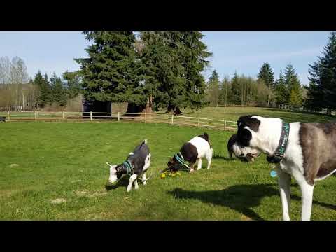 Pig chasing fainting goats