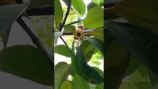 Sa wakas may bunga na (mangosteen)