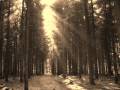 Vaakevandring - Fall Of Man 