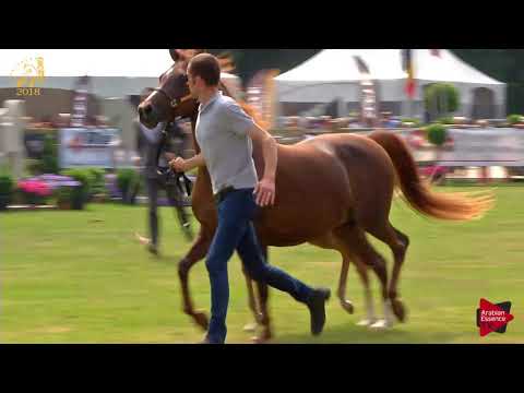 N.101 EMINENCE KA - Bruges 2018 C European - Colts Foals (Class 16)