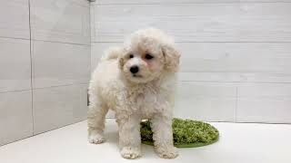 トイプードルの動画01